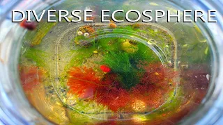 Making a Diverse Salt Water ECOSPHERE - Part 1