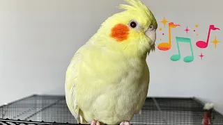 Female Cockatiel Singing To Outside Birds