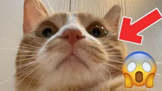 Cute and Funny Cat Videos to Keep You Smiling!😻 Don't try to hold back Laughter 😹 2022