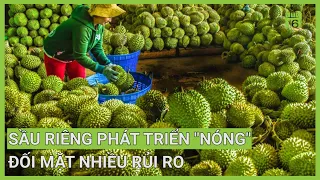 Sầu riêng phát triển "nóng" đối mặt nhiều rủi ro | VTC16