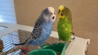 Parakeets squabbling over food – or just acting socially?