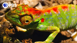 Female Chameleon Erupts with Color Before Death