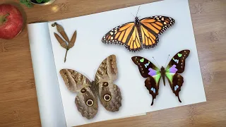 Hey Kidspace!: Why Do Butterfly Wings Have Patterns?