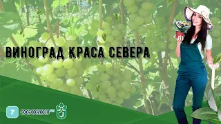 Виноград Краса Севера