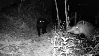 CARA A CARA COM O PERIGO, ONÇA PRETA ASSUSTADORA ENCONTRA ANTA NA MATA, INCRIVEL OS RASGOS NA CARA