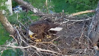 Trempealeau Eagles. Mr T to the nest. TE2 bites his feet and tries to rescue the fish – 05-15-2024