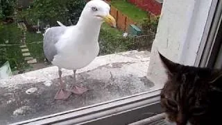 Cat and Seagull Come Face To Face Funny - One Year On