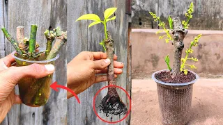 How to grow mango tree from cutting Natural rooting hormone 100% results