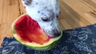 Cattle dog eats watermelon for as long as she likes