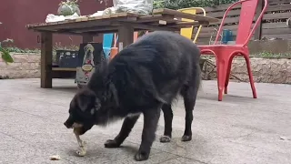 Pregnant with 3 puppies about to give birth, she wanders around begging for food and shelter