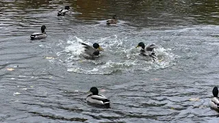 Драка селезней | The fight between the two drakes