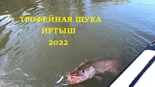 Трофейная щука. Иртыш 2022