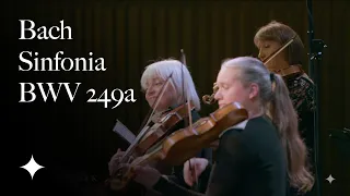 Bach Sinfonia to BWV 249a | Tafelmusik