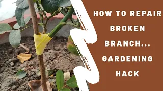 How to repair broken branch || learn easy plant hacks with sounds organic..