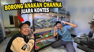 BORONG ANAKAN CHANNA JUARA KONTES TERNYATA DI SINI??