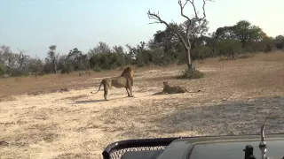 Lion Fight at Mala Mala