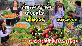 EP.667 Picking mini carrots in the garden and share to many grandma(s) in the village.