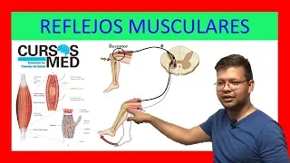 HUSOS MUSCULARES Y REFLEJOS MUSCULARES explicado FÁCIL. ✅