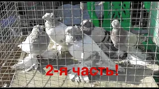 Выставка голубей! г.Кропоткин! 2-я часть! 27.09.20г