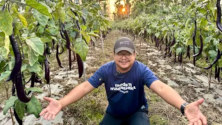 Eggplant Farming sa Taiwan: Yayaman Talaga mga Small Farmers nila. Scientific na, Supported pa!