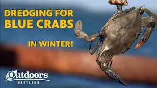 Outdoors Maryland: The Chesapeake Bay Blue Crab Winter Dredge Survey