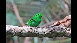 Peninsular Malaysia video trip report - Tropical Birding - by Charley Hesse July 2023