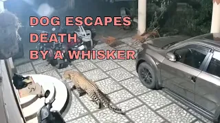 (Warning grapic)Wild predators attack defenseless pets - compilation - Protect your pets! It happens