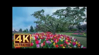 Skagit Valley Tulip Festival   Flowers Scenery   4K Nature Relax Video in 3 Parts   Trailer