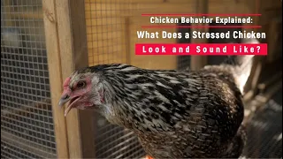 Chicken Behavior Explained: What Does a Stressed Chicken Look and Sound Like?