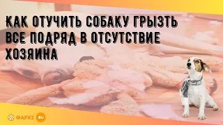 Как отучить собаку грызть все подряд в отсутствие хозяина