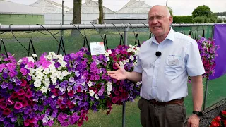 Petunia Flash Forward | Syngenta Flowers