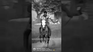 #horseracing #horses #marwarihorse #trending #horseofinstagram #explorepage #happylife