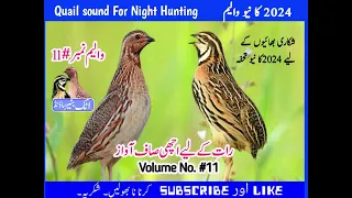 Quail sound🔊 For Night ( Batair ke New Awaz 2024) Volume No#11 Batair ka Bolara