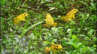 Amazing Yellow Frog | Amazing Frog sound | Rare Yellow Frog 🐸