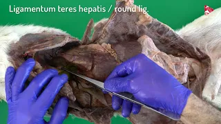 Anatomy of the Canine Liver - Hepatic lobes and Ligaments