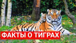 27 интересных фактов о тиграх