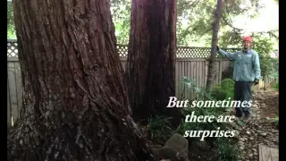 How fast does a REDWOOD GROW ?