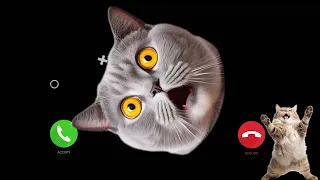CAT SURPRISED Ringtone Phone but famous foryou cat | Famous Phone Ringtones but Meme Cats Sing It