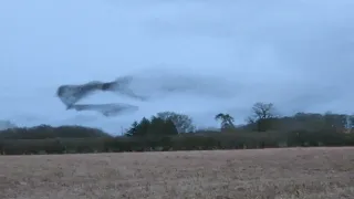 Leap year starling murmuration! 1000s of birds. North Shropshire/Cheswardine/near canal. 29 Feb 2024