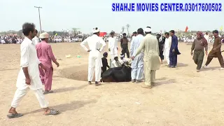 Jalsa Bail Dor 2 Minte Mala Mamo Sher Bukhari Tulamba ,3 6 2022 Pate 15//SHAHJE MOVIES CENTER//