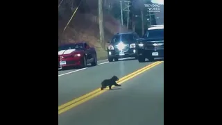 Медведи. Мама переводит через дорогу своих медвежат.