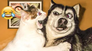 Funny Animals 😂 Funniest Cats And Dogs 2023😹You Laugh You Lose🤣 part. 12