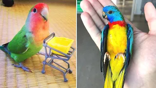 Baby Animals 🔴 Funny Parrots and Cute Birds Compilation (2022) Loros Adorables Recopilación #50