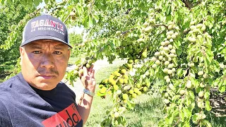 Increíble huerta de chabacano así luce esta huerta