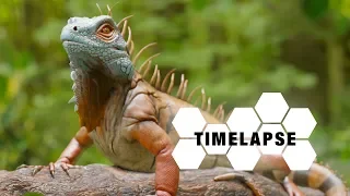 Iguana - Zbrush, Blender and Substance Painter Timelaspe