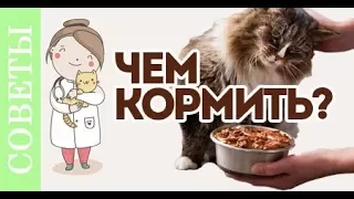 Чем кормить кастрированного кота?! Советы ветеринара.