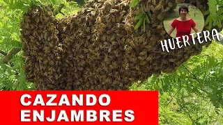 Cómo atrapar un enjambre🐝 de abejas🐝? Cómo hacer una colmena de abejas casera. 🐝