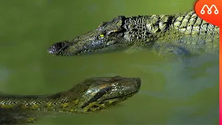 SUCURI vs ALLIGATOR: WHO WINS THIS BATTLE? | Anaconda vs Alligator