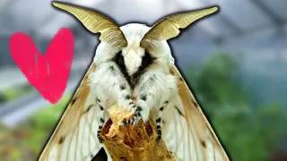 Puss Moths are VERY Cute and FLUFFY (Cerura vinula) Adorable video