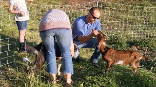 Treating Our Goat Ron for Coccidiosis